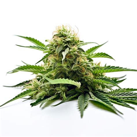 how to grow badazz rolex feminized|Badazz Rolex Feminized Cannabis Seeds.